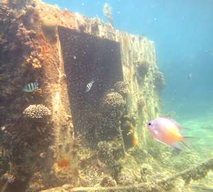 Schnorcheln Makadi Bay