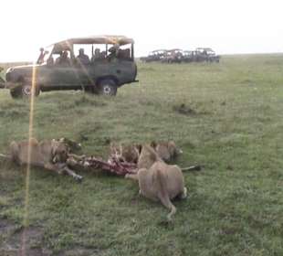 Masai Mara, wir genießen unsere Trofe