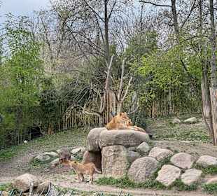 Löwen 