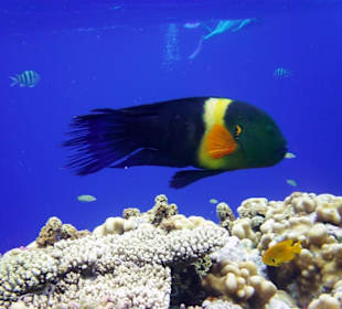 Besenschwanz-Prachtlippfisch am Hausriff