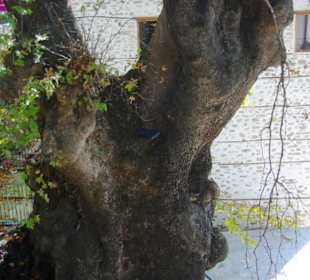 Volos  Pelion Gebirgslandschaft