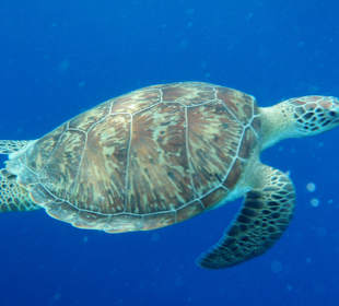 So nah und rießen groß