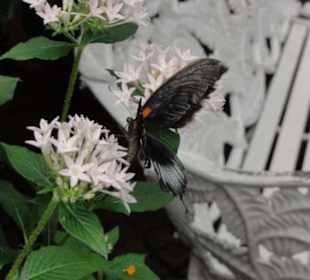 Insel Mainau 08/2017