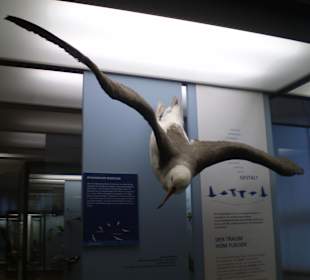 Zoologisches Forschungsmuseum Alexander Koenig