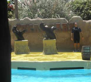 Seelöwen Show