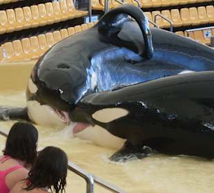 Orca Show