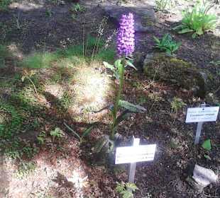 Schöne lilafarbene Blüten