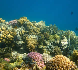 Hotel Stella Makadi Beach Resort