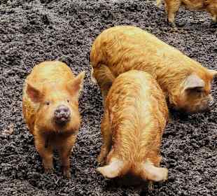 Neuseeländisches Grasschwein