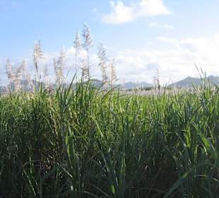 Typisches Landschaftbild mit Zuckerrohfeld