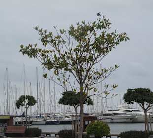 Salou