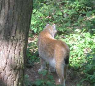 Naturpark Luchs