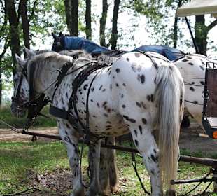 Interessante Zugpferde