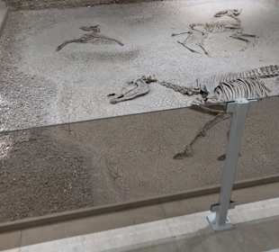 Staatliches Naturkunde Museum