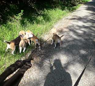 Wanderung durch den Wald direkt vom Hotel aus