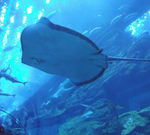 Dubai Aquarium