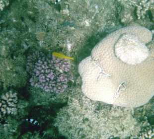 Hausriffe am Albatros Palace