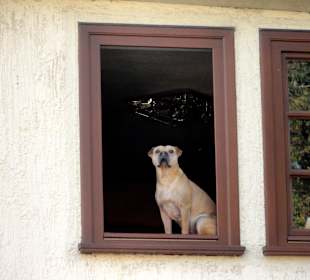 Wächter über die Gassen der Altstadt von Fritzlar