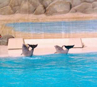 Delphinshow im Gardaland