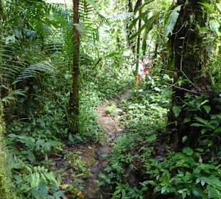 Wanderung durch den Nebelwald/Regenwald