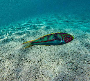 Schnorcheln Soma Bay