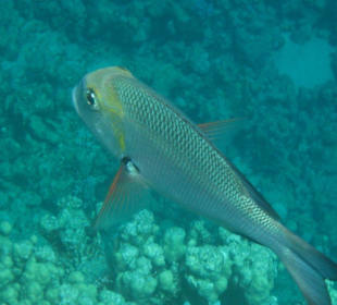 Am Hausriff Dreams Beach Resort & Dreams Vacation Resort