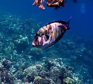 Schnorcheln Makadi Bay