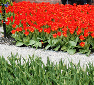 Blumenpracht im Keukenhof