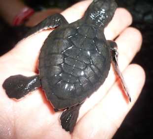 2 Tage alte Schildkröte