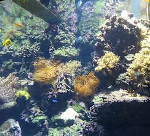 Aquarium - Unterwasserwelt mit Fischen