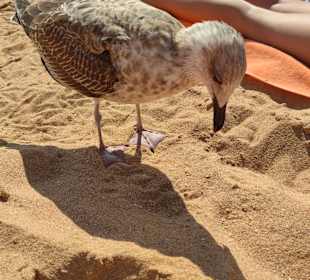 Praia de Nossa Senhora da Rocha