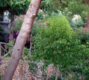 Der Botanische Garten