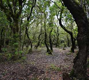 Garajonay National Park