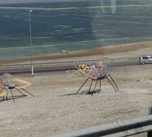 Już widać oleistość