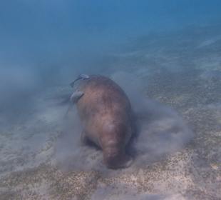 Dugong