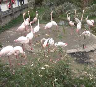 Südamerikabereich - Flamingos