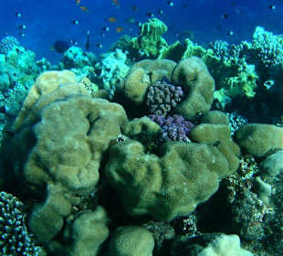 Unterwasserwelt 8