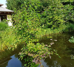 Wieder Teichanlagen