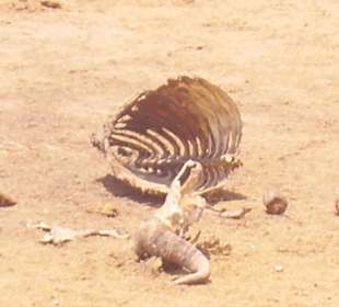 Wieder die Reste einer Mahlzeit