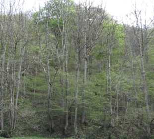 Wasserfall Hoher Gießel