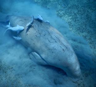 Eine Seekuh war auch ab & an zu Besuch in der Bucht.