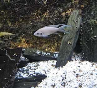 Rundgang durch das Aquarium Kiel