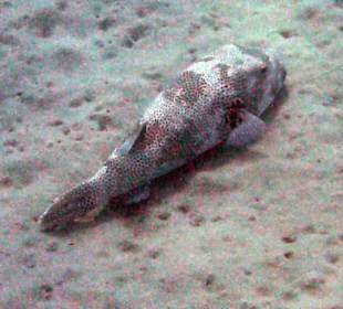 Kofferfisch beim Riff