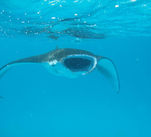 Manta
