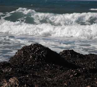 Seegras an der Playa Es Trenc