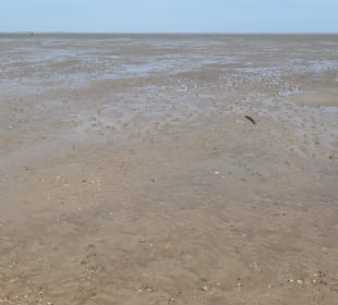 Bei einer Wattwanderung bei Cuxhaven