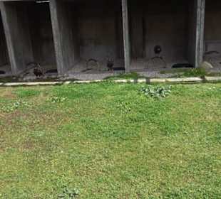 Malta Falconry Centre