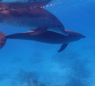 Einmalie Erlebnisse mit Mo´s Delfinen