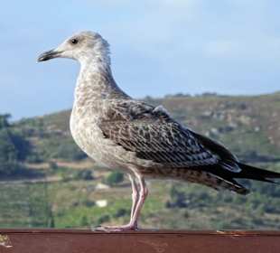 Impressionen aus dem Hafen von Port Vendres