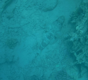 Teppichkrokodilfisch Hotel Prima Life Makadi Bay